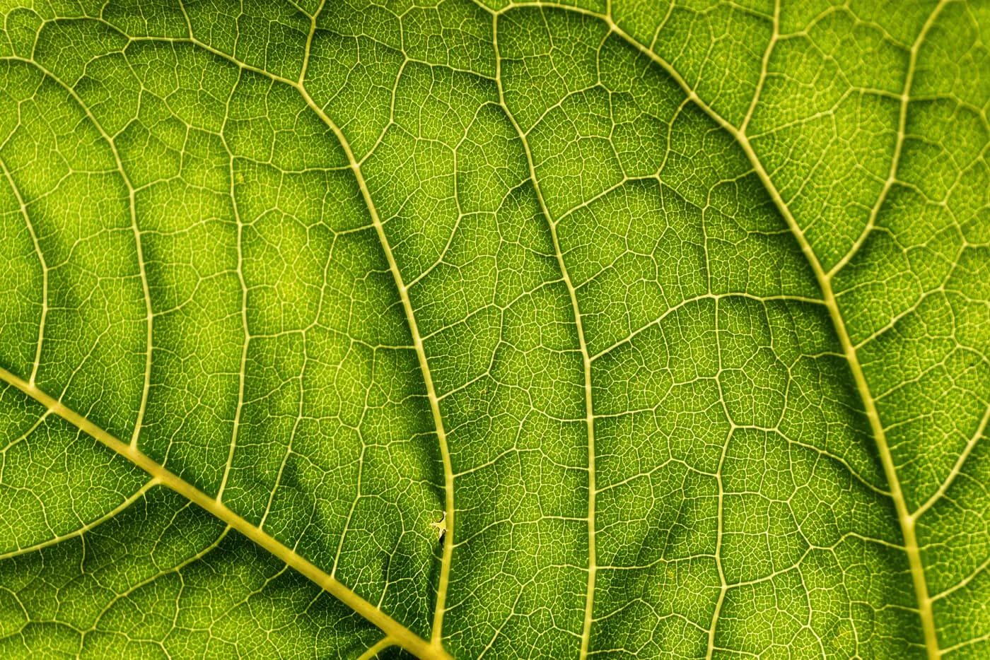 Macro de una hoja con su nervadura a contraluz