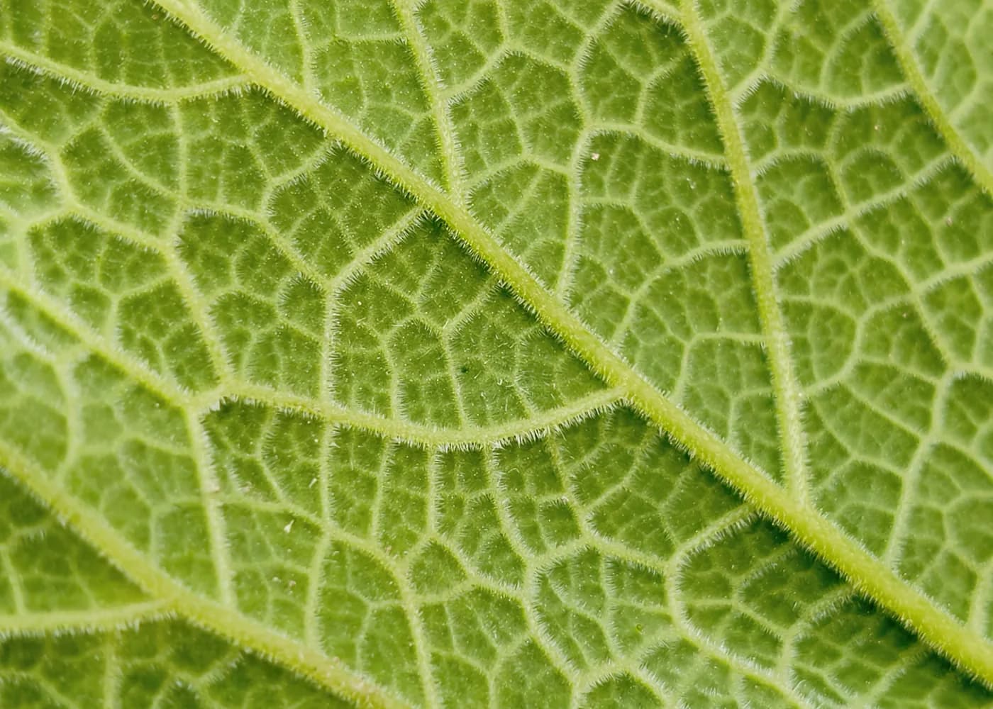 Macro de una hoja: nervadura y vellosidad vegetal